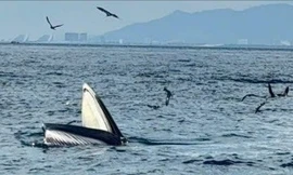 Trong một tuần, cá voi 2 lần xuất hiện ở vịnh Nha Trang
