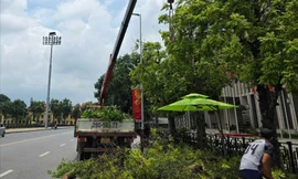 Chặt hạ, dịch chuyển loạt cây xanh để mở rộng khu vực Quảng trường Ba Đình