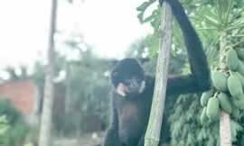 Lực lượng kiểm lâm TPHCM bắn thuốc mê bắt giữ vượn má vàng quý hiếm đi lạc vào nhà dân