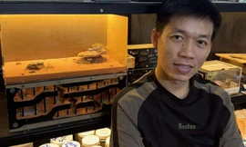 Chàng trai ở TPHCM nuôi hàng trăm đàn kiến làm thú cưng suốt 6 năm