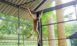 Người dân TPHCM tự nguyện giao nộp vượn má vàng quý hiếm