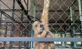 Người dân TPHCM tự nguyện giao nộp nhiều động vật quý hiếm