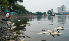 Vớt 300 kg cá chết phơi bụng trên hồ Trúc Bạch