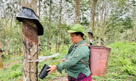 BÀI 3: Cả nhà làm cao su – Từ bản xa đổi đời