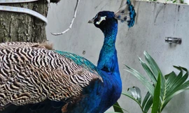 Chim công Ấn Độ quý hiếm bất ngờ xuất hiện ở chung cư TPHCM