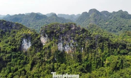 Hải Phòng muốn sử dụng nguồn thu từ tín chỉ carbon