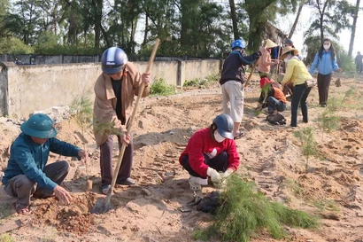Cưỡng chế công trình, trồng lại 1.000 cây phi lao tại khu rừng ven biển bị xâm hại ở Quảng Trị 