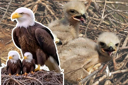 Thế giới động vật "hệ AI": Ranh giới mong manh giữa giải trí và xô lệch góc nhìn