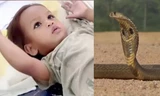 Hy hữu: Em bé hai tuổi cắn chết rắn hổ mang chúa