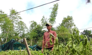 Nông dân Khánh Hòa mất trắng vụ Tết sau mưa lũ lịch sử