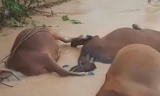 Xót xa hàng trăm gia súc ở Khánh Hòa bị chết do nước lũ