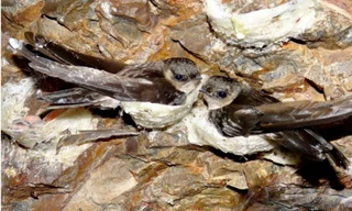 Dùng flycam, bẫy ảnh... để bảo vệ chim yến