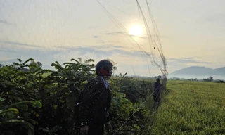 Cảnh báo lưới tàng hình gây hoạ cho quần thể chim yến ở Khánh Hòa