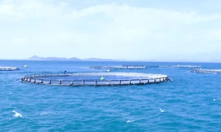 Khánh Hòa: Đột phá kinh tế biển nhờ nuôi trồng thông minh