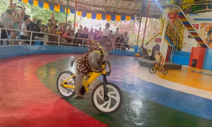 Mãn nhãn màn trình diễn xiếc mãn nhãn của các chú khỉ. 