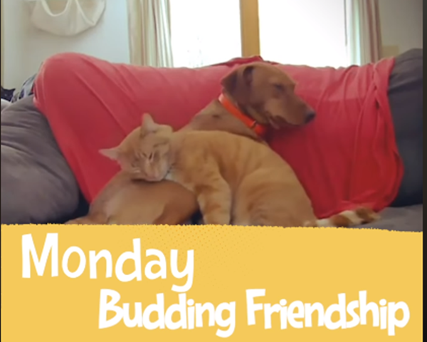 Mối tình chớm nở.