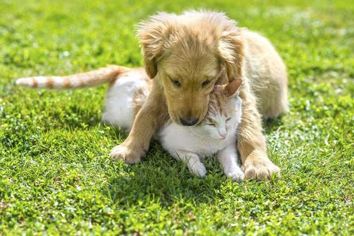 Cùng nhau sưởi nắng.