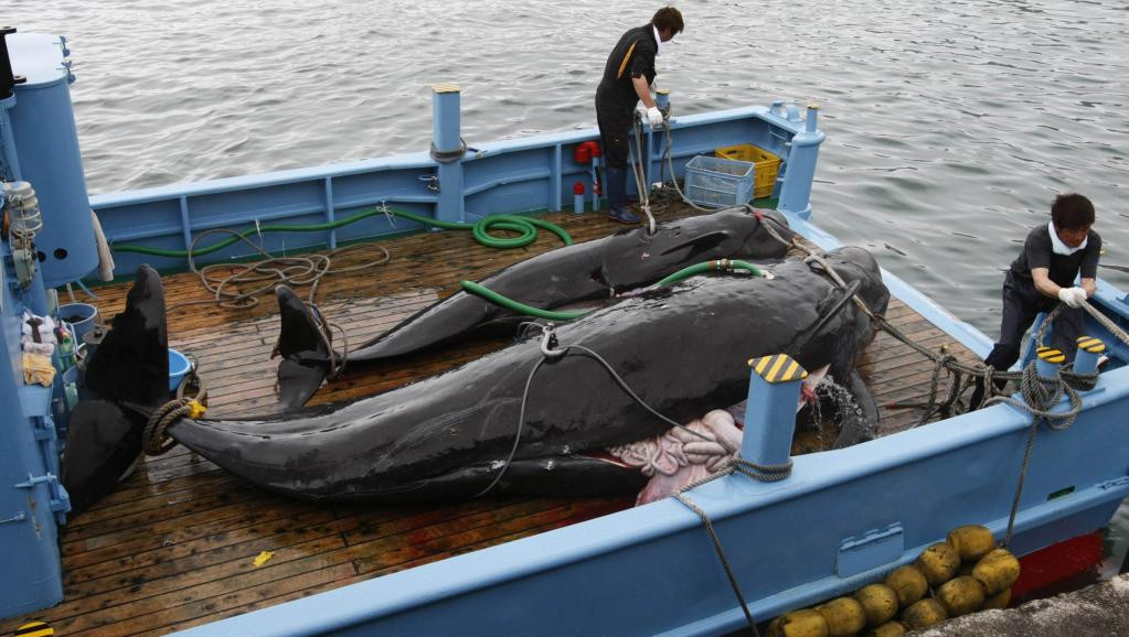 Nhật Bản tuyên bố trở lại đánh bắt cá voi vì mục đích thương mại ảnh 2
