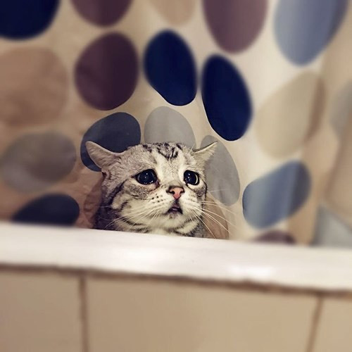 Phần mí mắt cụp xuống kết hợp với đôi mắt to tròn luôn nhìn xa xăm khiến biểu cảm gương mặt của Luhu lúc nào trông cũng ủ rũ.