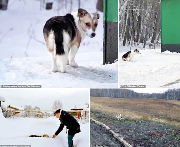 Đợi chờ từ mùa Hè đến mùa Đông, Hachiko lẩn tránh sự quan tâm của mọi người để đợi chủ.