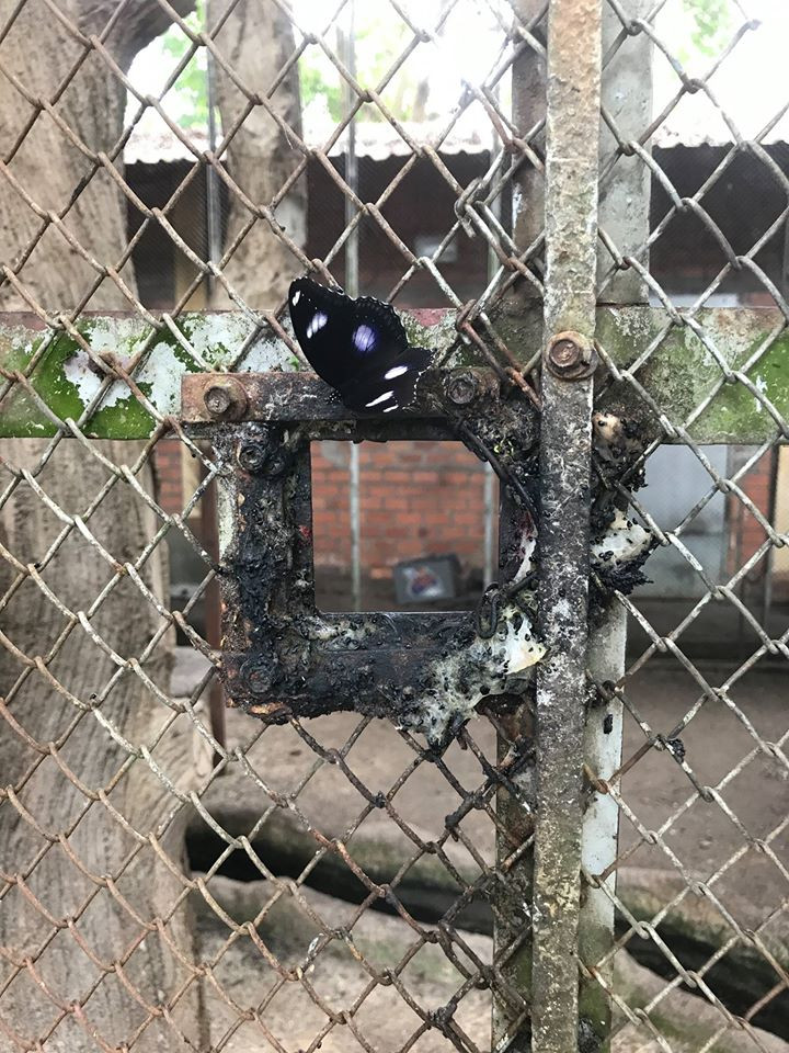 Thức ăn được nhét qua khe cửa. Vườn thú này thậm chí không có hệ thống chuồng trại phù hợp cho việc cho ăn và dọn dẹp cho động vật!