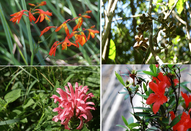 Phong lan, đỗ quyên và cẩm tú cầu (ảnh: Vườn Quốc gia Bạch Mã).