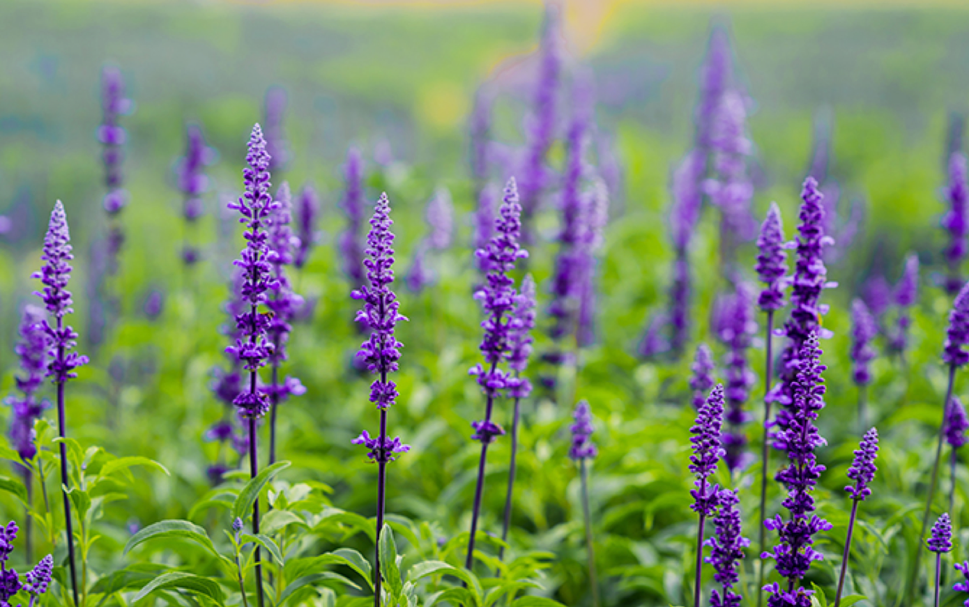 Một lưu ý nho nhỏ với các bạn trẻ khi đến với cánh đồng hoa đó là các bạn không hái hoa bẻ cành, giẫm đạp lên luống hoa. Hãy đến để ngắm hoa và yêu hoa.