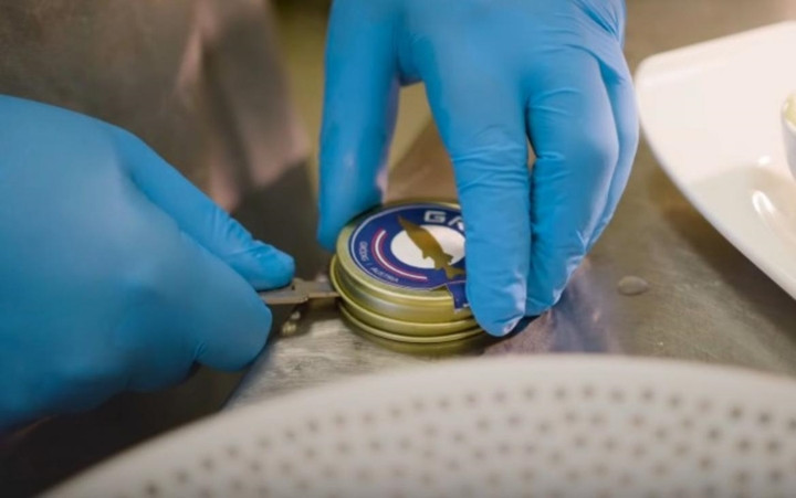 Loài cá tầm này được nuôi tại một trang trại cá nhỏ của Walter Grüll và con trai của ông ở Salzburg, Áo.