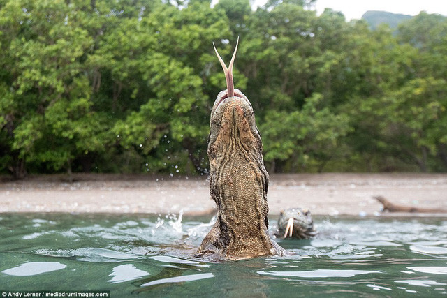 Loài rồng Komodo được pháp luật Indonesia bảo vệ