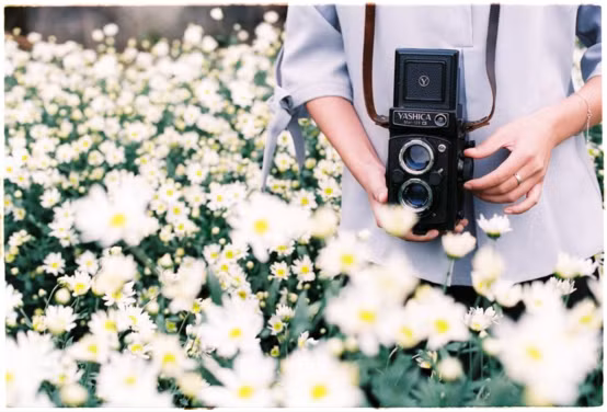 Làng hoa Tây Tựu là một trong những nơi cung cấp cúc họa mi cho Hà Nội. (Ảnh: IG @Tùng Thanh)