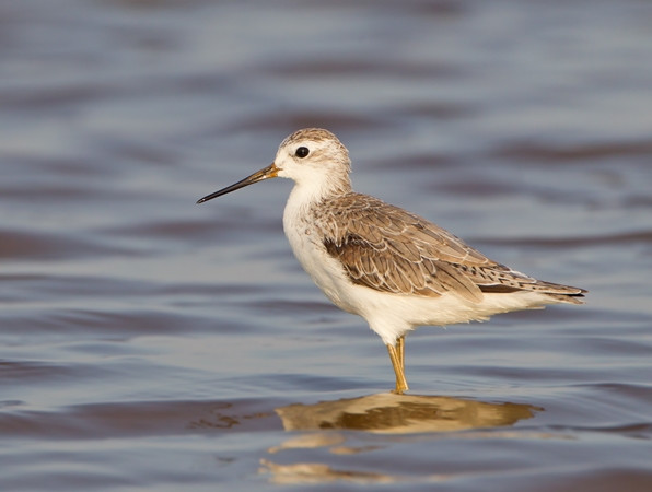 Cô bé ấy nói rằng chim choắt đem niềm vui đến.