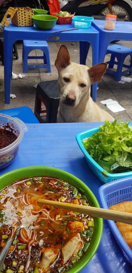 Chủ nó bán cả bún riêu mà mặt nó như con chó hoang. (Ảnh: Vanh Ng)