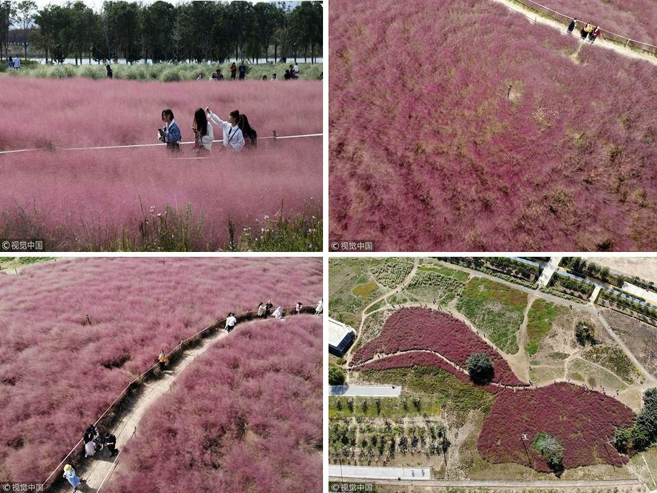 Cỏ hồng là một điểm nhấn ấn tượng ở nhiều công viên tại Trung Quốc.