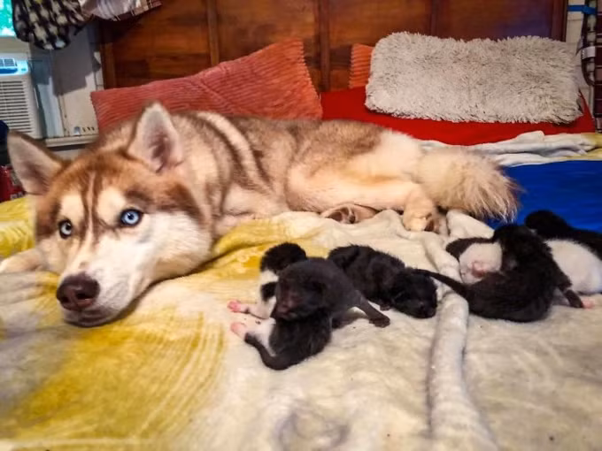 Chú chó Husky tìm được một hộp mèo con bị bỏ rơi và trở thành "mẹ mèo" bất đắc dĩ ảnh 9