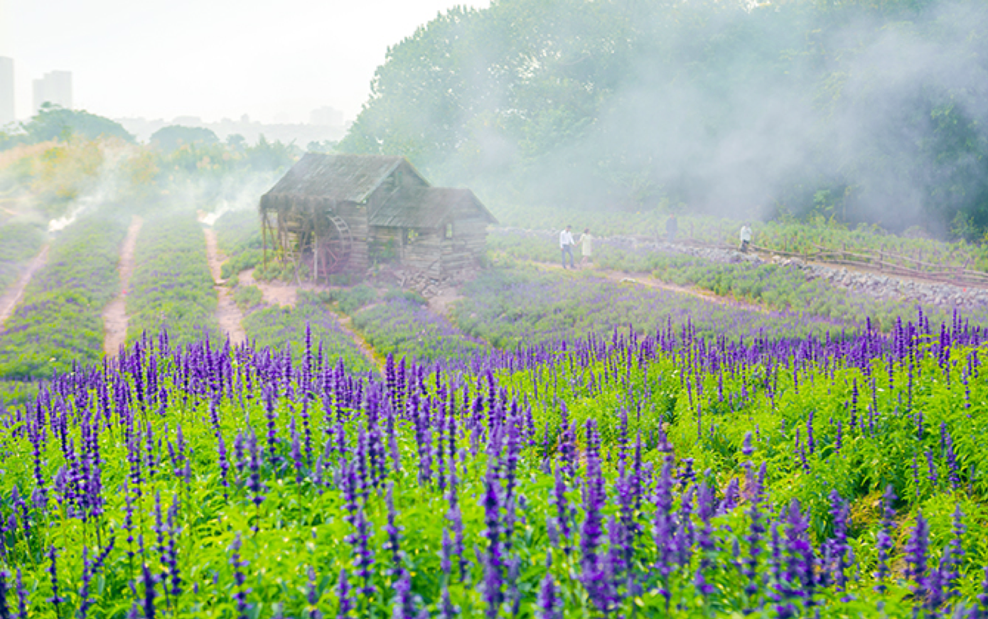 Không chỉ có hoa, Thảo nguyên hoa này còn sở hữu kiến trúc đặc biệt với từ trên cao không gian thoáng mát, view những cánh đồng hoa trải dài.