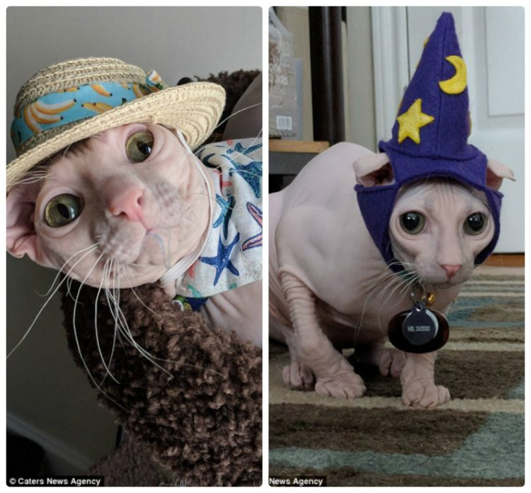 “Tôi đã chọn cái tên Dobby vì nghĩ nó trông giống nhân vật trong Harry Potter”, Nicole nói.