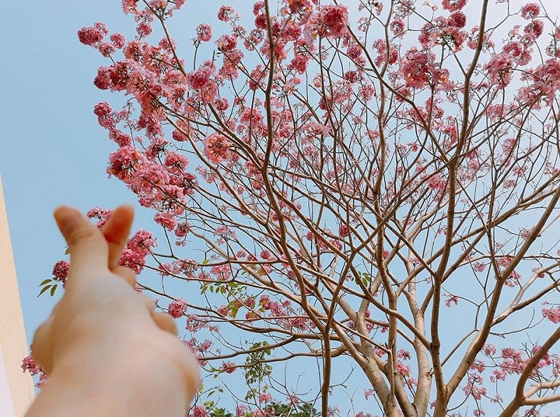 Khi mới vào mùa, hoa có màu hồng nhạt.