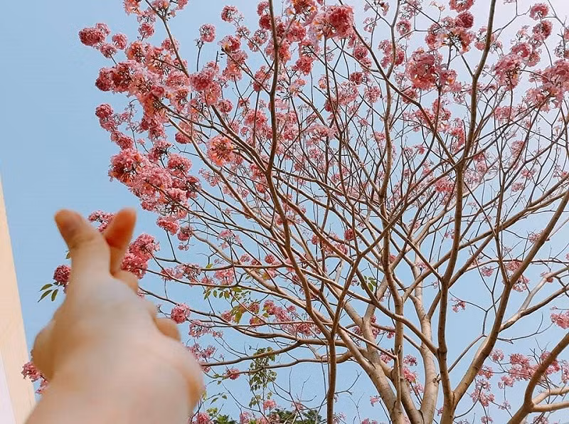 Khi mới vào mùa, hoa có màu hồng nhạt.