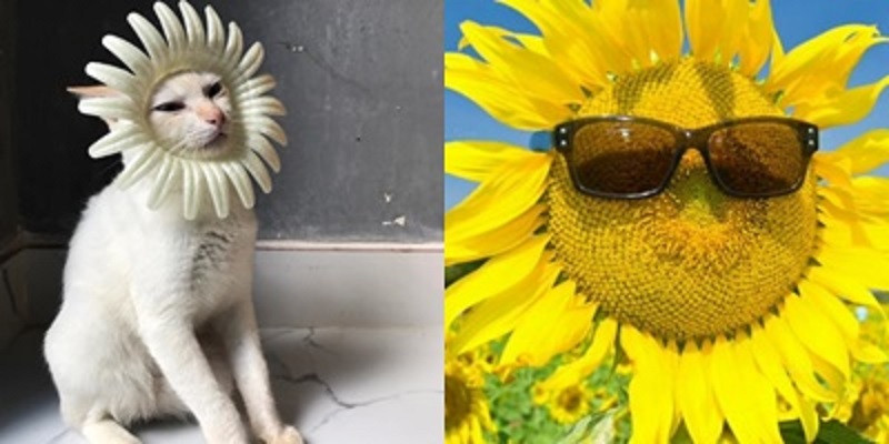 Mèo hoa nở chói chang!