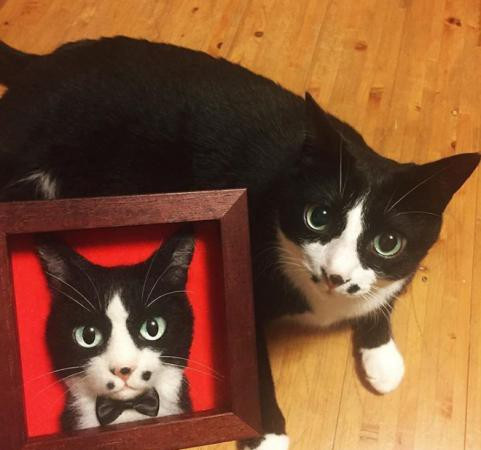 Mèo đen cũng trở thành "người mẫu".