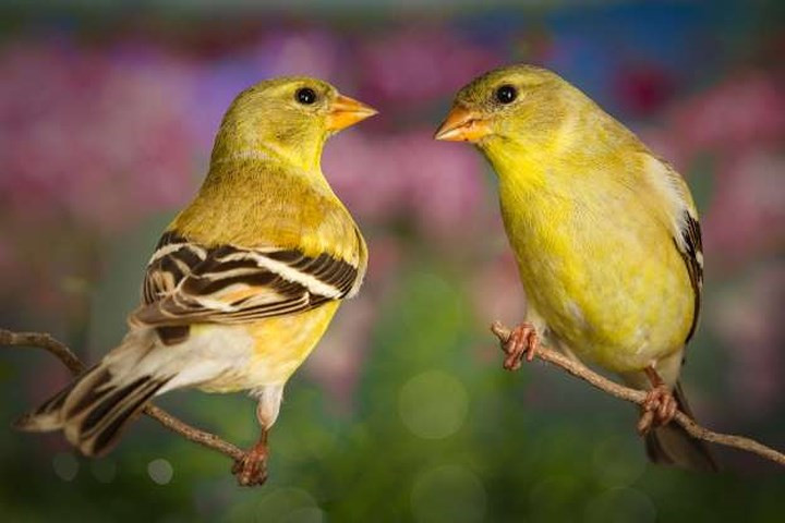 Chim sẻ cánh vàng Mỹ: Những chú chim này có thể thay đổi màu sắc theo mùa. Những con đực có màu vàng vào mùa hè và màu xanh ô-liu vào mùa đông trong khi những con cái có màu vàng nâu trong những ngày trời âm u và màu vàng sáng trong những ngày trời nắng.