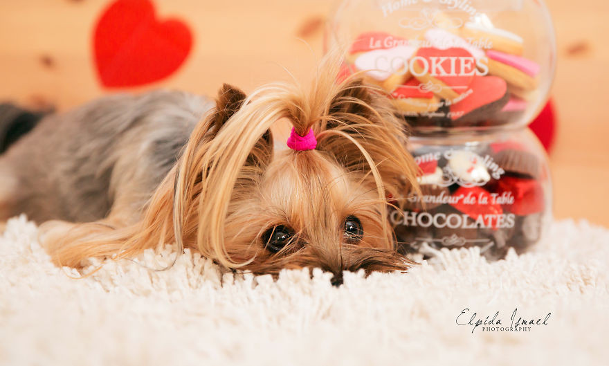 Phát ghen với 3 chú chó có bộ ảnh Valentine siêu dễ thương! ảnh 13