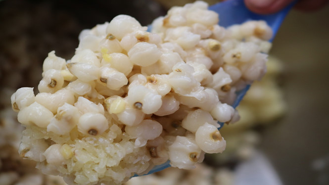 Bắp để nấu đều là bắp nếp, hạt to.