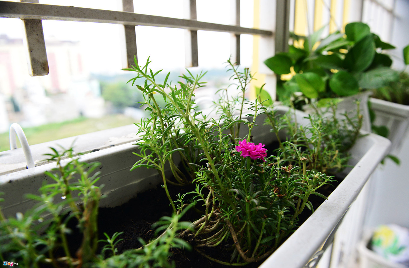 Sau vụ cháy một thời gian, các căn hộ đều không có người ở, cây cảnh, giỏ hoa những ban công bị héo khô nay đang được trồng mới, cuộc sống khu chung cư hồi sinh trở lại.