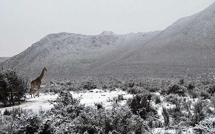 Chú hươu cao cổ có vẻ bối rối khi tuyết trắng phủ khắp nơi.