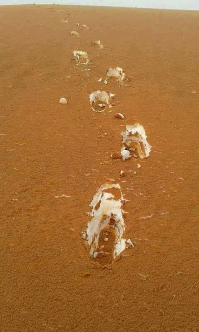 Sa mạc Algerian: Cát phủ trên tuyết như món Tiramisu.