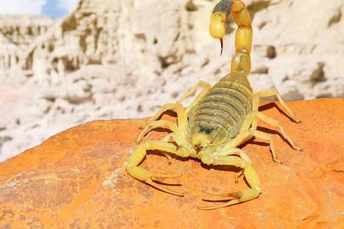 Bọ cạp gây 3.500 ca tử vong mỗi năm. Tất cả các loài bọ cạp đều có chất độc làm hủy thần kinh.