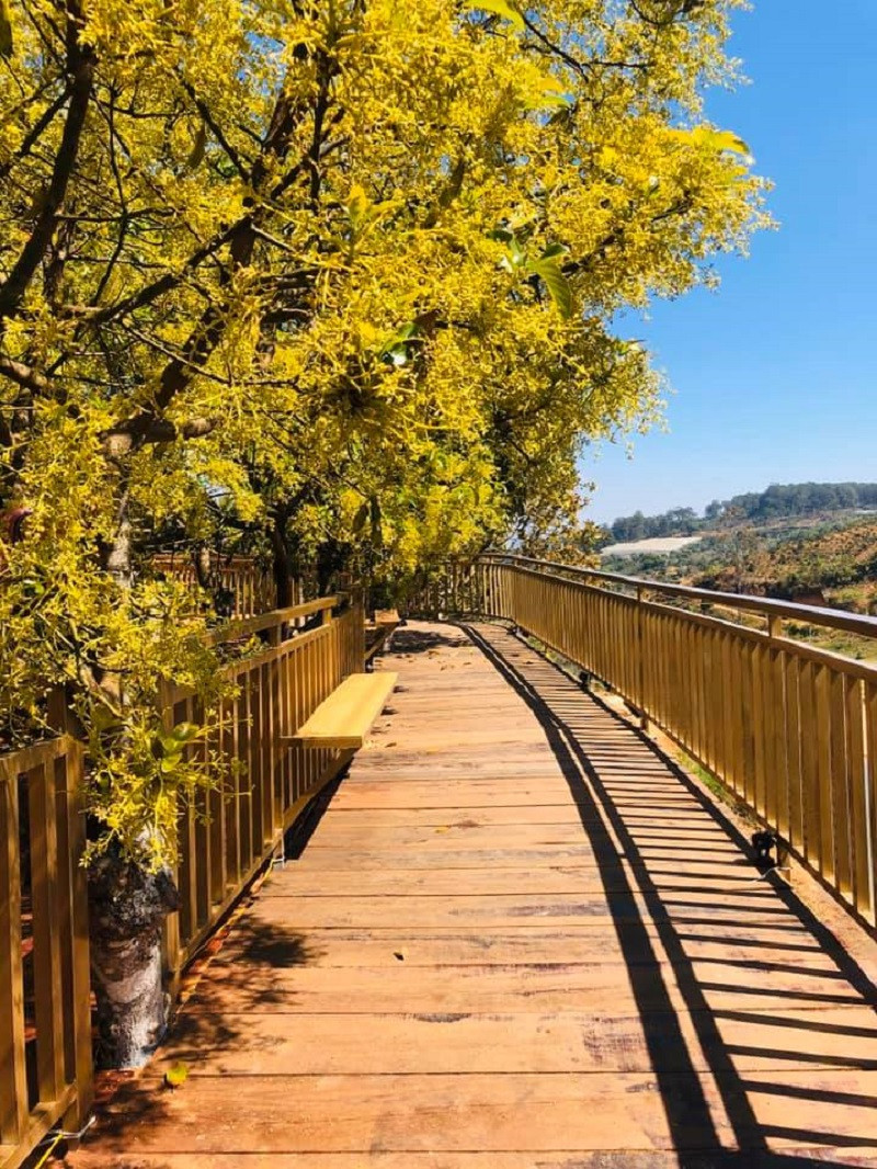 Cảnh vật nơi đây được bao phủ bởi sắc vàng của nắng và hoa bơ.