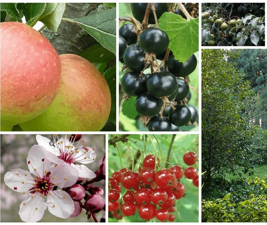 Những loại cây hay được trồng trong các “rừng thức ăn”.