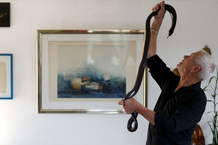 Còn đây là chú rắn hổ mang đen của ông Gillet.